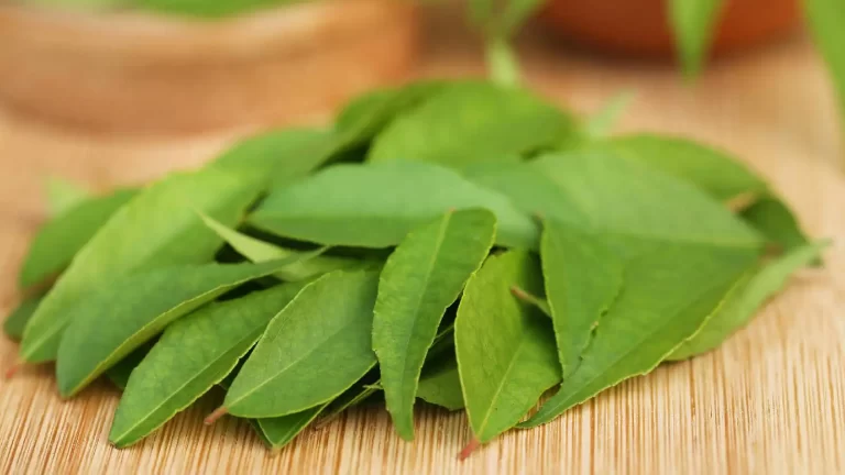 Curry leaves benefits and recipes you can use every day