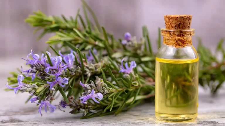 Rosemary oil for hair: Benefits and ways to use for hair growth