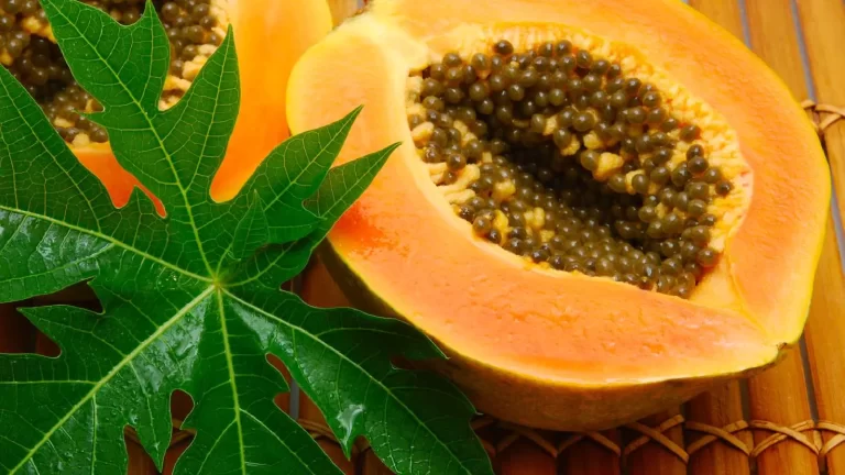 Papaya leaf extract is an effective remedy for dengue fever