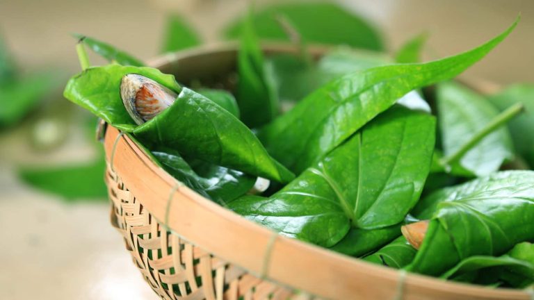 Read the hair benefits of paan or betel leaves and how to use it
