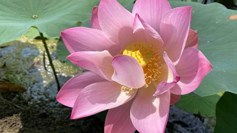 5 health benefits of lotus: From boosting fertility to skin care