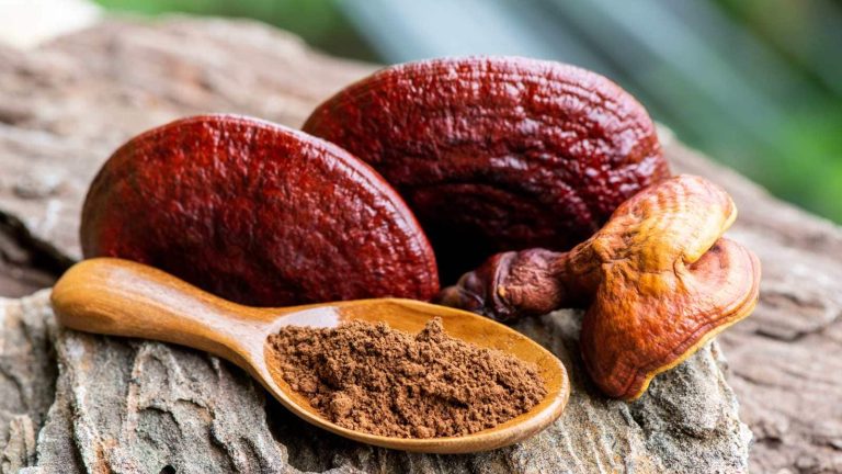 Reishi mushroom may boost your sex drive! Know what a doctor says