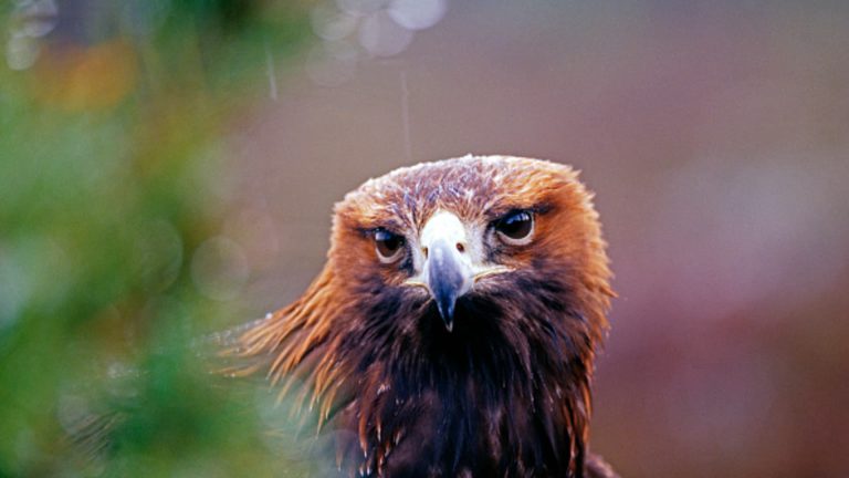 Concerns over golden eagles partly prompt the redesign of wind farm