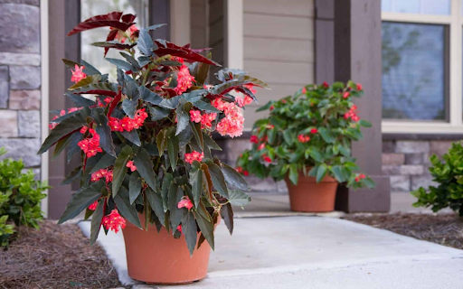 Begonia Varieties | From Classic to Unique, Here Are Our Top Picks