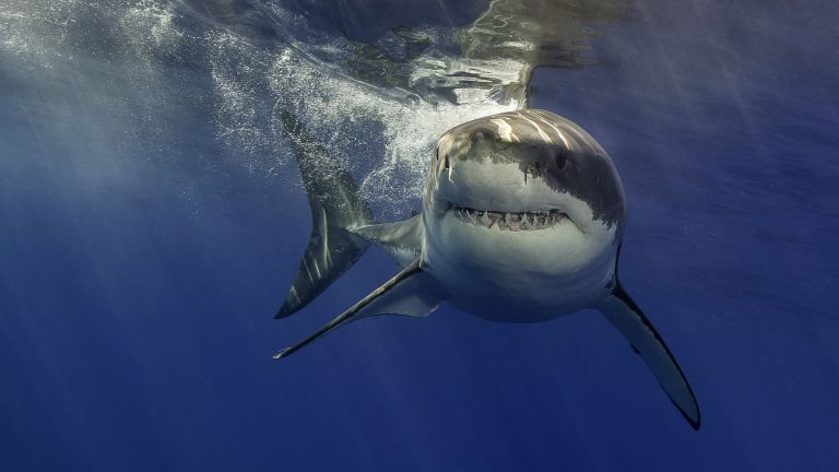 What Shark Week can teach investors about recency bias