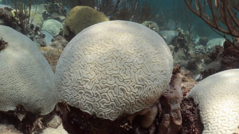 Florida coral bleaching event could go global